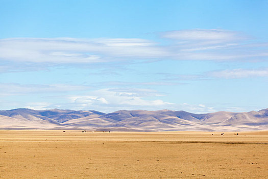 内蒙古草原牧场
