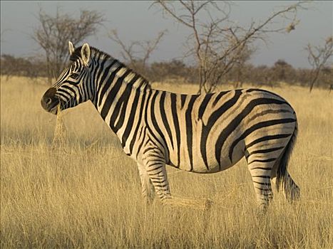 放牧,平原斑马,斑马,埃托沙国家公园,纳米比亚,非洲