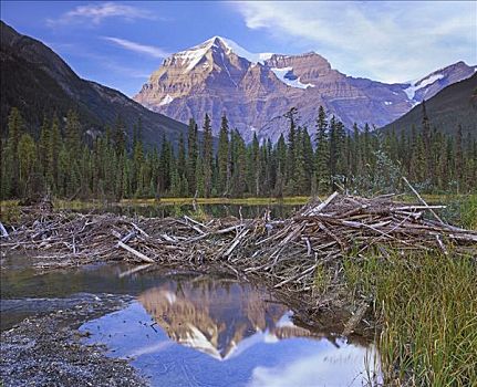 水塘,围绕,北方针叶林,罗布森山,背景,罗布森山省立公园,不列颠哥伦比亚省,加拿大