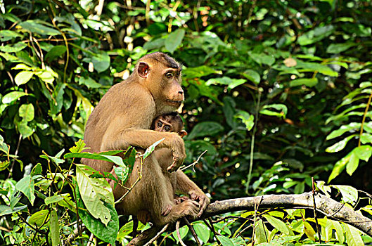 短尾猿,年轻,沙巴,婆罗洲,马来西亚,亚洲
