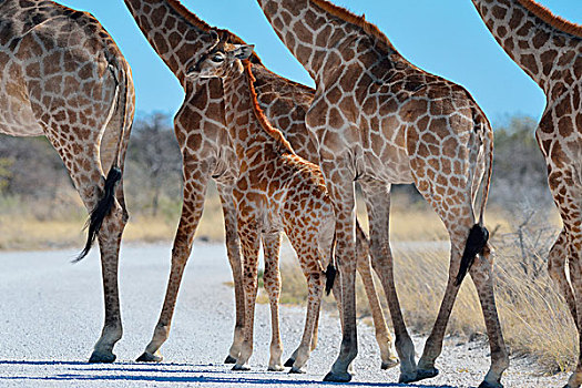 长颈鹿,成年,雌性,幼兽,穿过,碎石路,埃托沙国家公园,纳米比亚,非洲