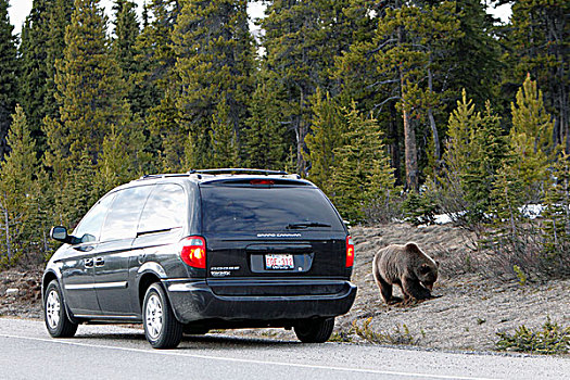成年,大灰熊,冰原大道,班芙国家公园,艾伯塔省,加拿大