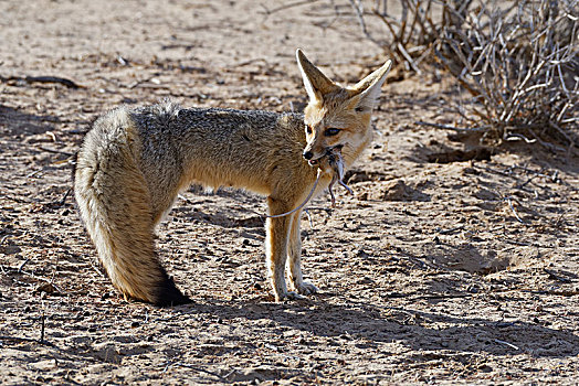 角狐,狐属,成年,女性,喂食,啮齿类动物,卡拉哈迪大羚羊国家公园,北开普,南非,非洲