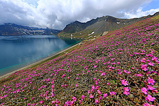 长白山高山杜鹃