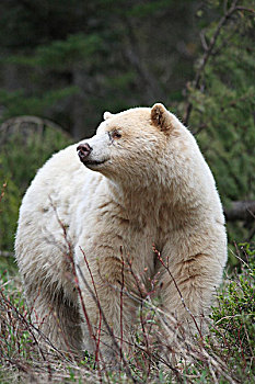 白灵熊,美洲黑熊,灵熊,室外,新,草,河,平台,不列颠哥伦比亚省