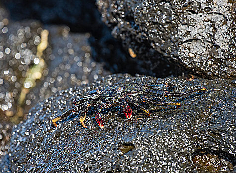 红岩,螃蟹,特色,黑色,小动物,黑色背景,火山岩,石头,加纳利群岛,西班牙,欧洲