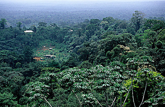 法属圭亚那,俯视,亚马逊地区,雨林,乡村