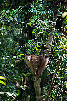 短尾猿,猪尾,树上,北方,苏门答腊岛,印度尼西亚