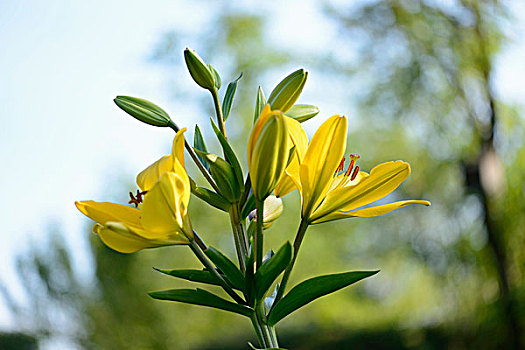 特写,百合,花,花园,巴伐利亚,德国