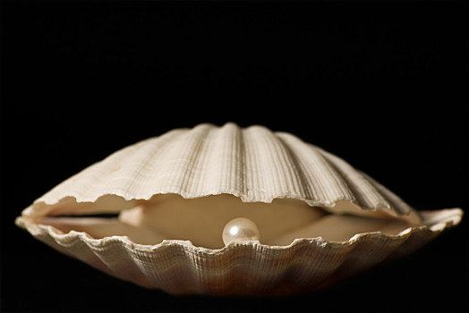 扇贝,珍珠,扇贝壳,黑色背景