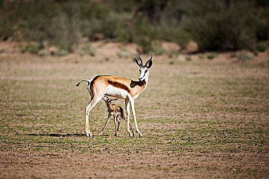 跳羚,女性,诞生,幼兽,哺乳,时间,卡拉哈迪大羚羊国家公园,南非,次序