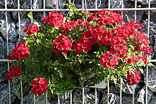 红色,花,马鞭草属植物,挂篮,石墙,德国,欧洲