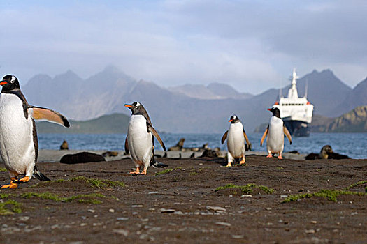巴布亚企鹅,海滩,旅游,船,水上,远景,湾,南乔治亚,南极