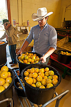 柚子,包装,运输,德克萨斯,美国