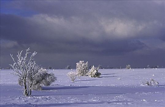 树,雪景,比利时