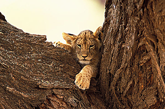 肯尼亚,国家,禁猎区,幼狮,树上,狮子