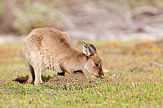 西部灰袋鼠,澳大利亚