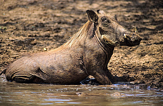 疣猪,卡拉哈迪大羚羊国家公园,北角,南非,非洲