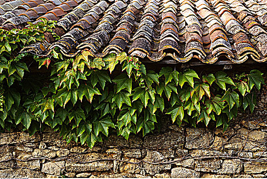 葡萄种植,老,屋顶,墙壁,普罗旺斯,法国