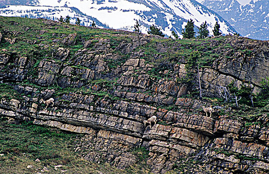 大角羊,许多,冰河,山谷,冰川国家公园,蒙大拿