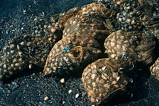 牡蛎,袋,蛤,海滩