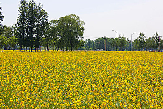 盛开油菜花地和远方的树