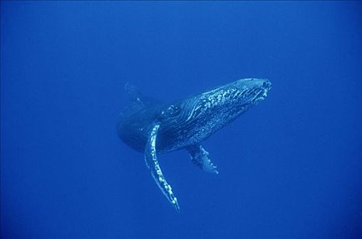 驼背鲸,大翅鲸属,鲸鱼,游动,水下,夏威夷