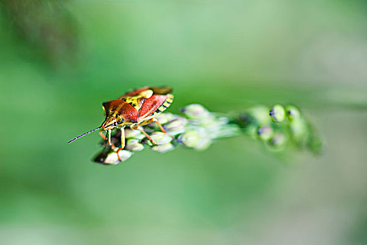 红色,臭虫,爬行,花,芽