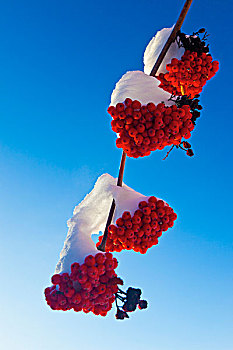 红色浆果,花楸,树枝,蓝天,云杉,小树林,艾伯塔省,加拿大