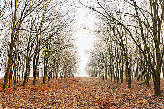 橡树,冬天,黑森州,德国