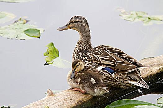 湾,湿地,野鸭,雌性,鸭子,小鸭子,绿头鸭