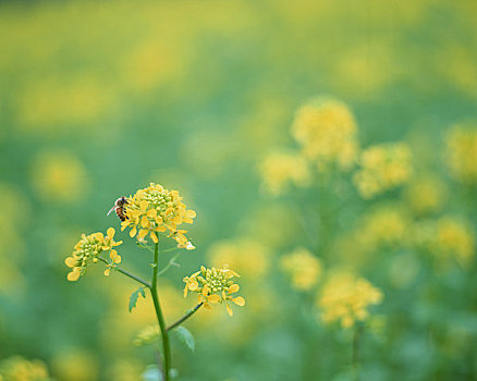 油菜花