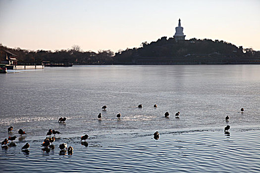 北海白塔,北海公园,鸳鸯,中国,北京,全景,风景,地标,传统