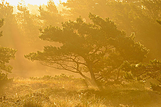 松树,雾气,日出,费施兰德-达斯-茨因斯特,梅克伦堡前波莫瑞州,德国
