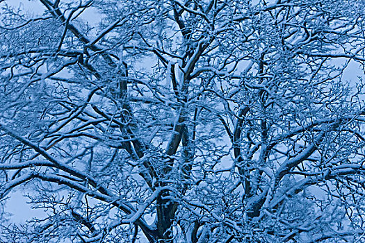树,积雪,格洛斯特郡,英格兰,英国