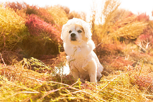 中华田园犬的地肤草外拍