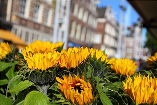 房子,建筑,阿姆斯特丹,上方,黄色,向日葵