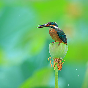 吃鱼,翠鸟