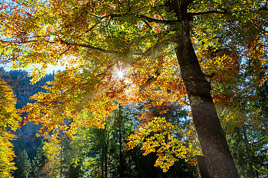 秋天的阳光穿过枫树林的树梢明亮耀眼