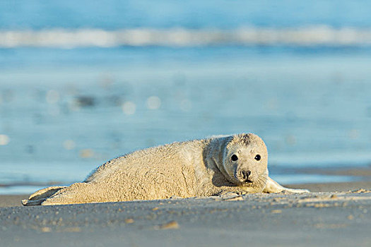 头像,灰海豹,幼仔,躺着,海滩,沙暴,北海,欧洲