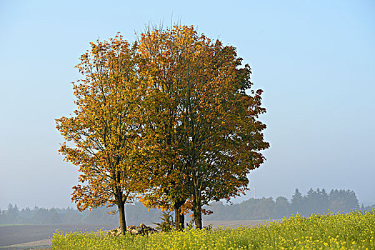 风景,挪威槭,挪威枫,树,秋天,普拉蒂纳特,巴伐利亚,德国