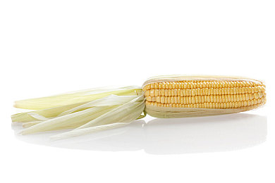 玉米作物图片