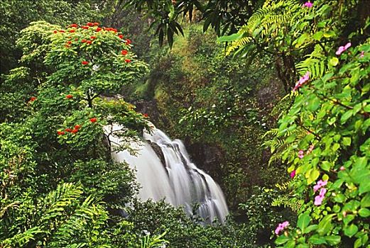 夏威夷,毛伊岛,瀑布,围绕,热带,花,植物