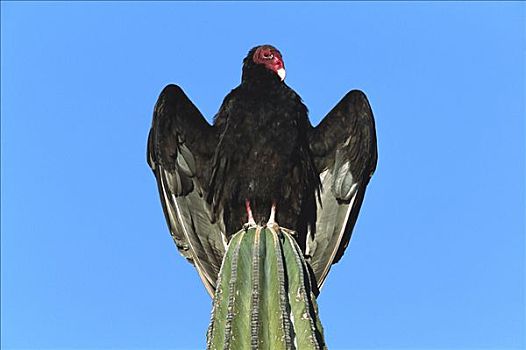 美洲鹫,红头美洲鹫,栖息,武伦柱,仙人掌,墨西哥