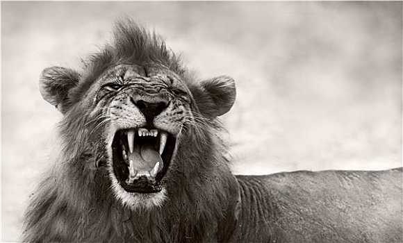 狮子,展示,危险,牙齿