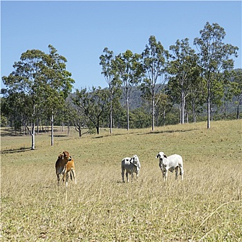 澳大利亚,场景,牛
