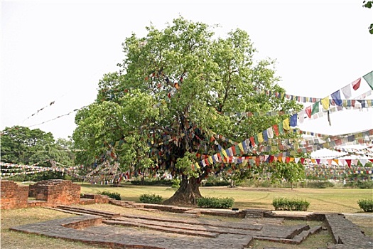 树,蓝毗尼,尼泊尔