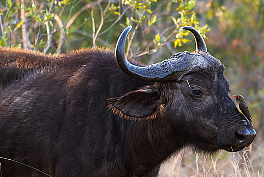 非洲水牛,南非水牛,红嘴牛椋鸟,头部,克鲁格国家公园,南非,非洲