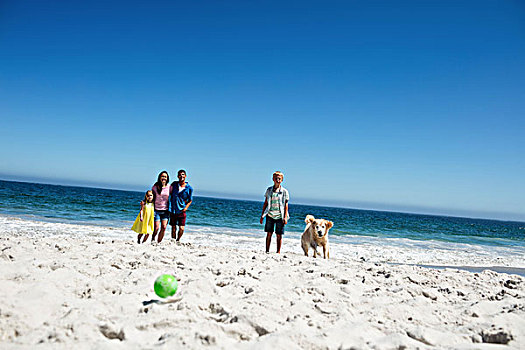 可爱,家庭,投掷,球,狗,海滩