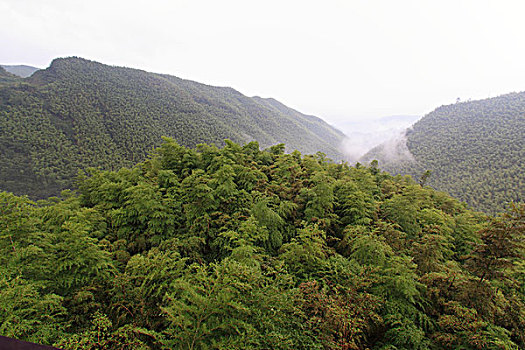 山谷,竹林,俯视